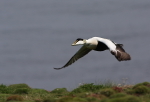 SBD005: Eider duck