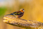 chaffinch Fringilla coelebs-7178