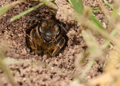[i]Andrena flavipes[/i] female at her nest burrow. Cubbington churchyard, Warwickshire, August2012. (Second brood)