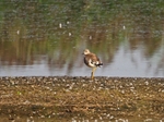 White-tailed Lapwing