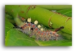 f1496 caterpiller