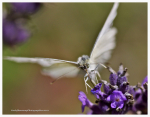 Natures Moments