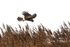 Female Hen Harrier, county Louth