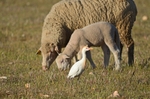 Cattle Egret