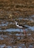 FLB010: Black-necked stilt