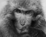 I'm Thinking! - Japanese Monkey