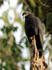 Common Black Hawk perched on a dead tree trunk at Bosque del Cabo