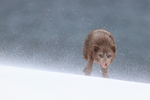 Female Arctic Fox tongue out, Hornstrandir, Iceland