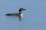 Great Northern Diver (adult breeding plumage), Canada