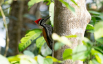 Greater Goldenback