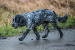 Kielder Ultra-18