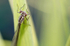 Insects _ AN 009