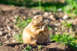 Black-Tailed Prairie Dog - DSC_1126
