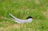 Arctic Tern