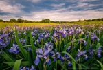 Banner Bloom