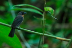 Black-cheeked Ant-Tanager portfolio