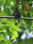 White-tailed Trogon portfolio