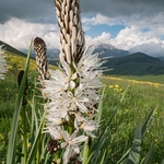 White asphodel  (Asphodelus albus)