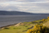 Castle Stuart 10th  11th Greens with Gorse in bloom