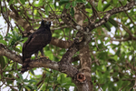 Black Hawk-Eagle perched, Pantanal, Brazil
