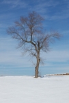 TheTree2007Layer180018