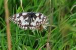 Marbled White, Warburg Nature Reserve, Chiltern Hills, Oxfordshire
