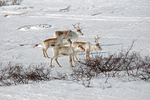 Reindeer