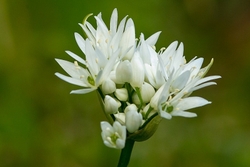 Wild Garlic