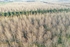 Poplar Woodland in the Nar Valley