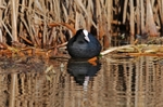 Coot