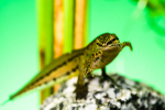 Newt