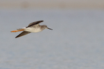 Greater Yellowlegs in flight, Fort De Soto, Florida