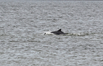 Bottlenose Dolphin