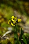 Pigmy Buttercup 2737