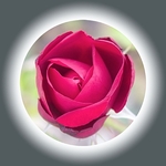 Rosebud-Artistic-1