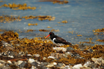 Oystercatcher