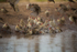 Red-billed Quelea bathing 9