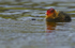 COOTS