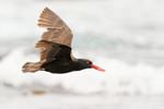 Blackish Oystercatcher (adult) flying, Chile