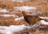 Red Grouse