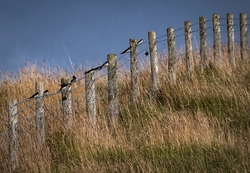 On the Fence.