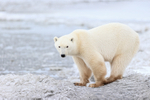 Polar Bear in buggy track, Churchill, Canada