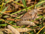 Meadow Brown