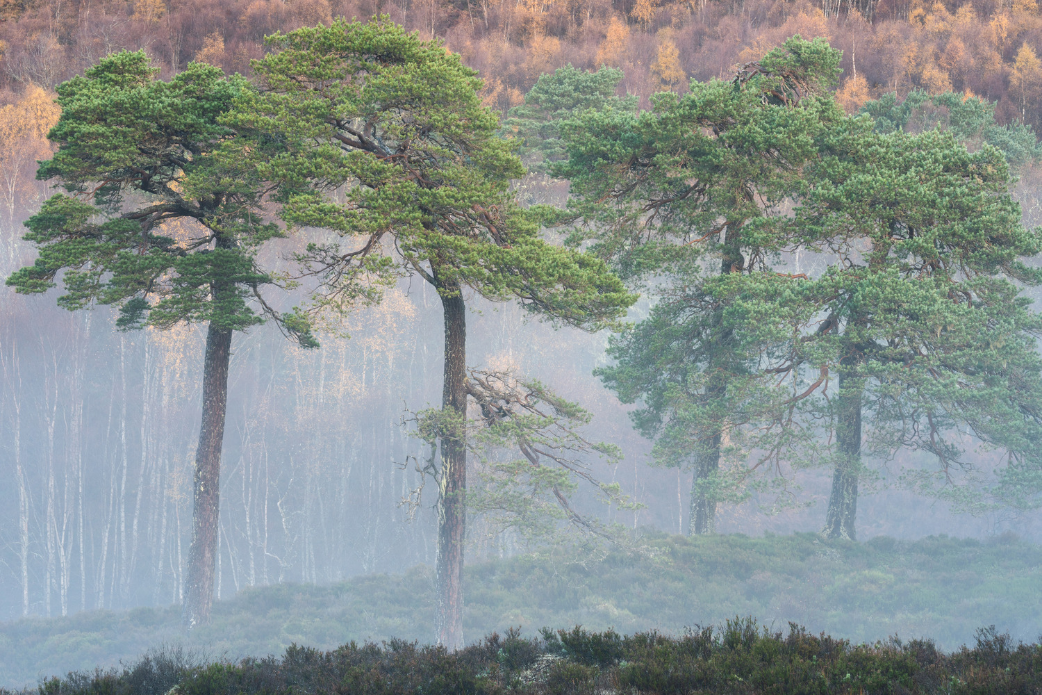 4 pine trees with a colourful birch backdrop. 2021
