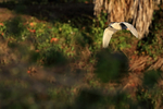Black-crowned Night-Heron flying early morning, Venice Rookery