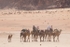 Wadi Rum 12