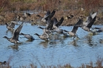 October 2011 - Brent Geese