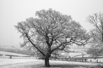 Winter Oak