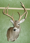 A. LUNA