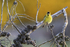 Black-chinned Siskin front view, Carcass Island, Falklands